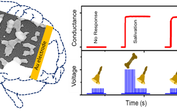 Artificial Synaptic Network