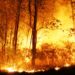 forest fire