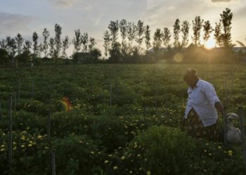 INDIA-ECONOMY-AGRICULTURE