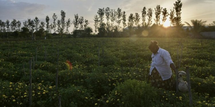 INDIA-ECONOMY-AGRICULTURE