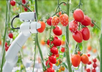 ai-for-automatic-fruit-harvesting