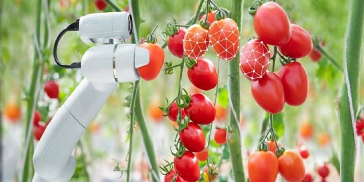 ai-for-automatic-fruit-harvesting