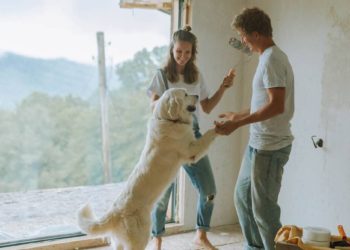 pet therapy